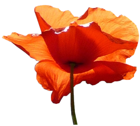 Coquelicot